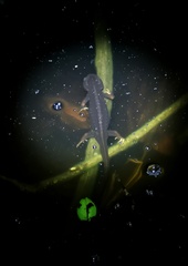 Tylototriton verrucosus