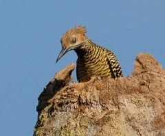 Colaptes fernandinae