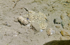 Limnonectes longchuanensis