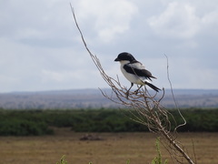 Lanius dorsalis