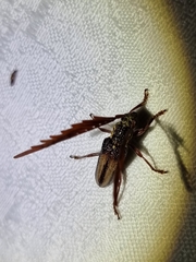 Piesarthrius marginellus