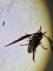 Piesarthrius marginellus