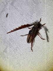 Piesarthrius marginellus