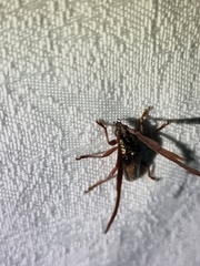 Piesarthrius marginellus