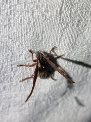 Piesarthrius marginellus