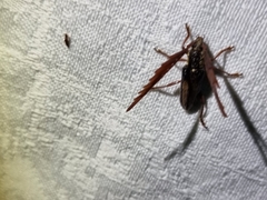 Piesarthrius marginellus