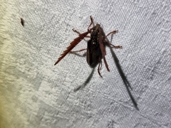 Piesarthrius marginellus