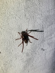 Piesarthrius marginellus