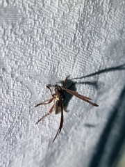 Piesarthrius marginellus