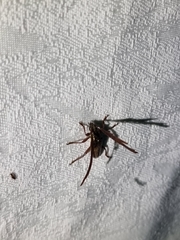 Piesarthrius marginellus