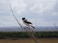 Lanius dorsalis
