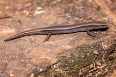 Lampropholis amicula