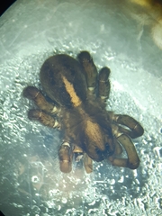 Arctosa fulvolineata