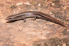 Lampropholis amicula