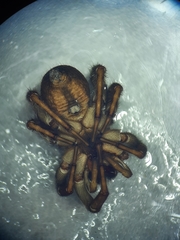 Arctosa fulvolineata