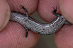 Lampropholis amicula