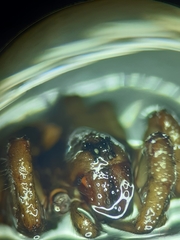 Arctosa fulvolineata