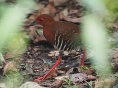 Rallina fasciata
