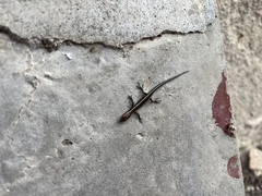 Cryptoblepharus pulcher clarus