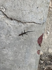 Cryptoblepharus pulcher clarus