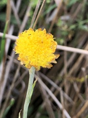 Coronidium gunnianum