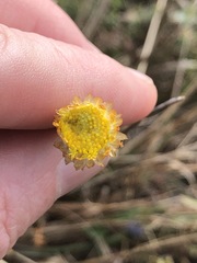 Coronidium gunnianum