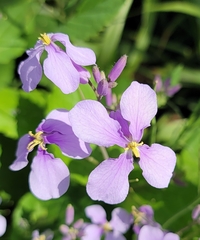 Orychophragmus violaceus