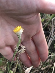 Coronidium gunnianum