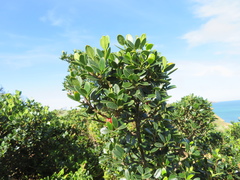 Alyxia buxifolia