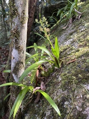 Liparis angustilabris