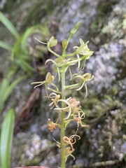 Liparis angustilabris