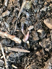 Aporrectodea caliginosa