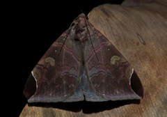 Pindara
