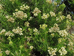 Ozothamnus turbinatus