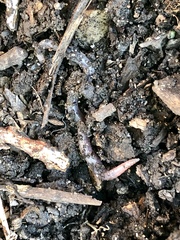 Aporrectodea caliginosa