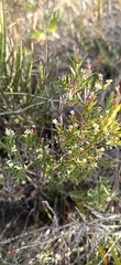 Leucopogon collinus