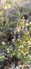 Leucopogon collinus
