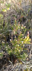 Leucopogon collinus