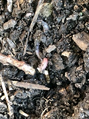 Aporrectodea caliginosa