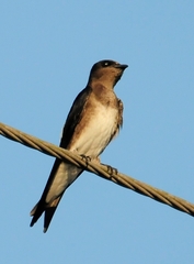 Progne cryptoleuca