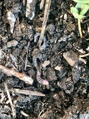 Aporrectodea caliginosa