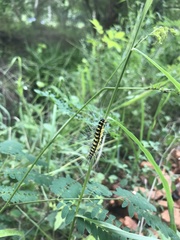 Uresiphita reversalis