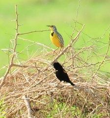 Agelaius assimilis