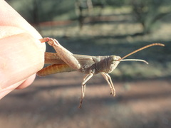 Erythropomala amaena