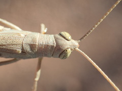 Erythropomala amaena