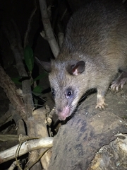 Cricetomys gambianus