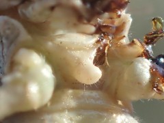 Erythropomala amaena