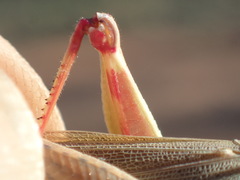 Erythropomala amaena