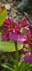 Anacamptis papilionacea aegaea