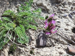Astragalus suprapilosus